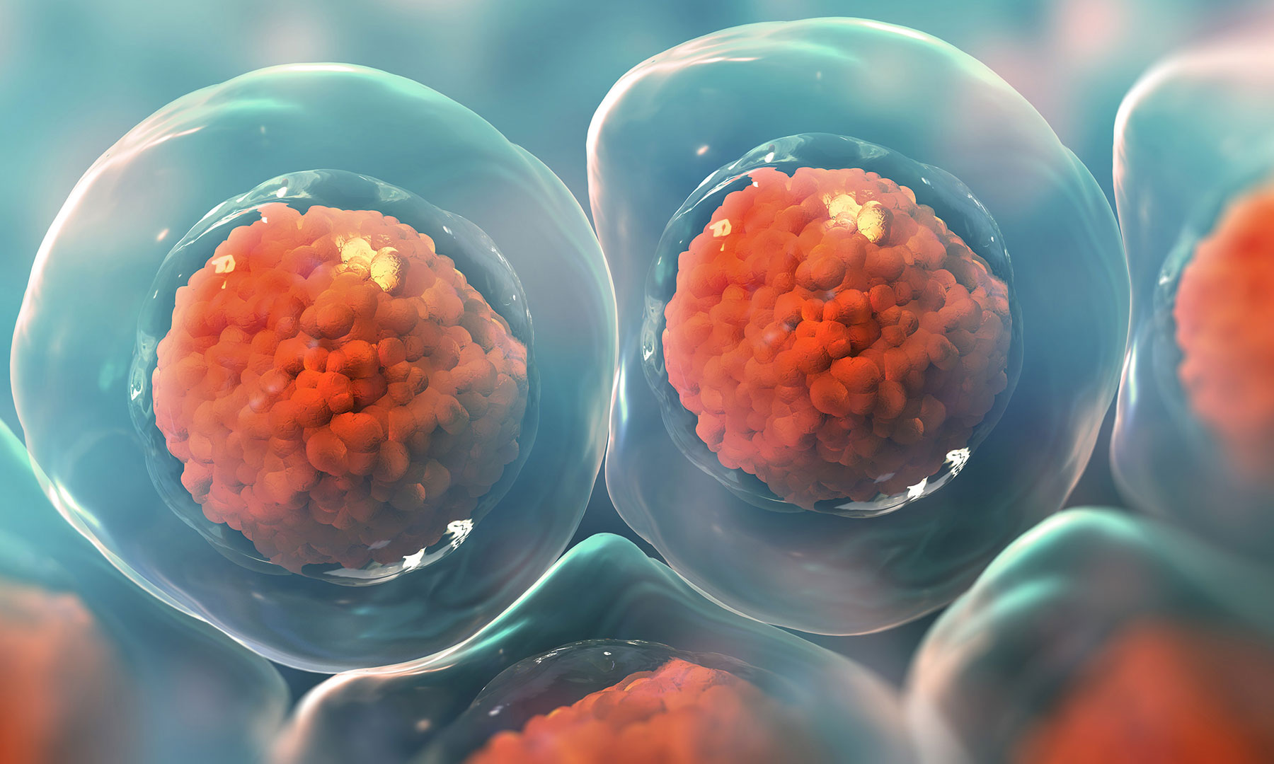 ¿Qué son las Células Madre?